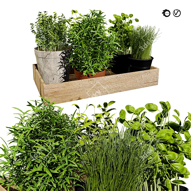 Herbs Tray 3D Model 3D model image 1