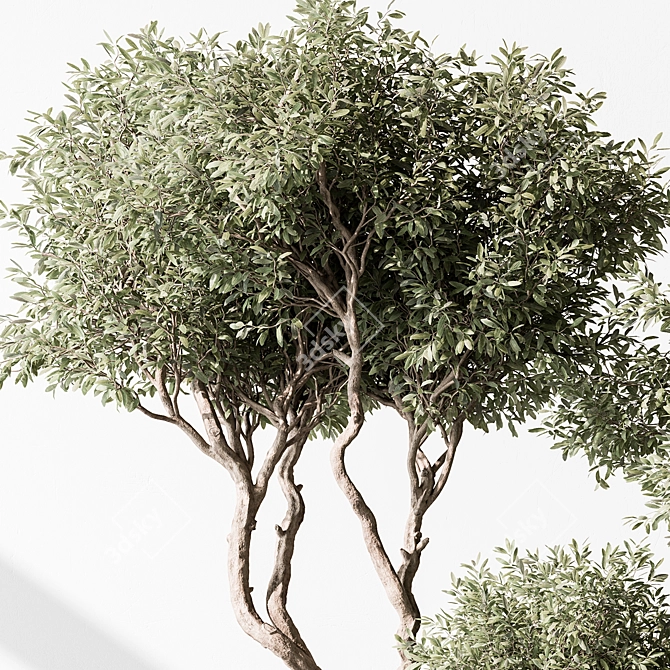 Olive Tree in Pot 3D model image 2