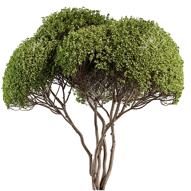 Round Topiary Tree Set 305 3D model image 1