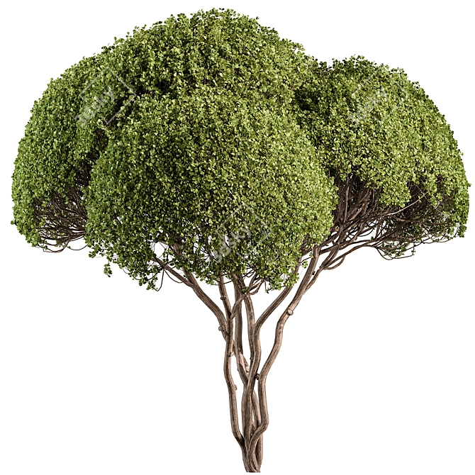 Round Topiary Tree Set 305 3D model image 2