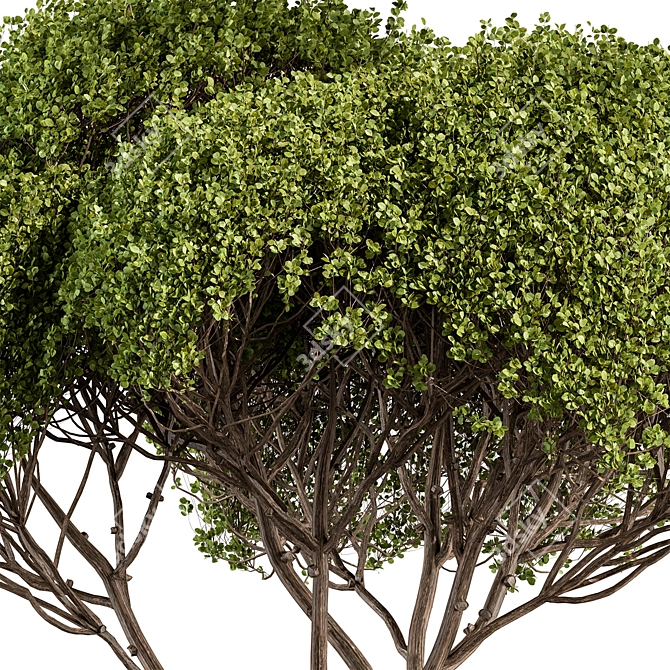 Round Topiary Tree Set 305 3D model image 3