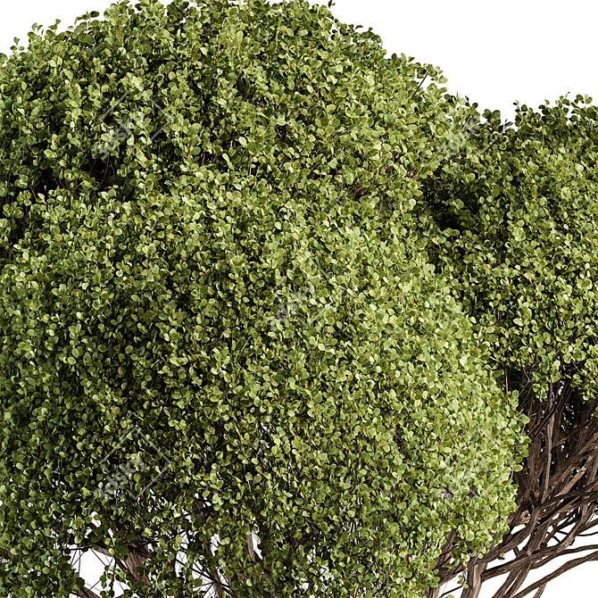 Round Topiary Tree Set 305 3D model image 4