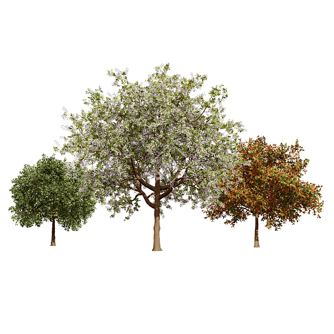 Prunus Black Cherry 3D Trees 3D model image 1