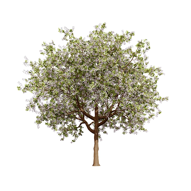 Prunus Black Cherry 3D Trees 3D model image 4