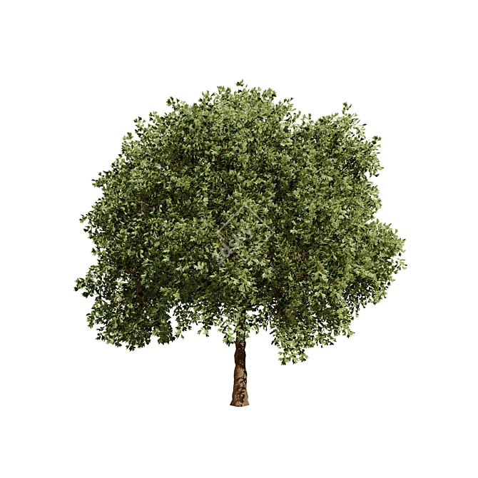 Prunus Black Cherry 3D Trees 3D model image 5