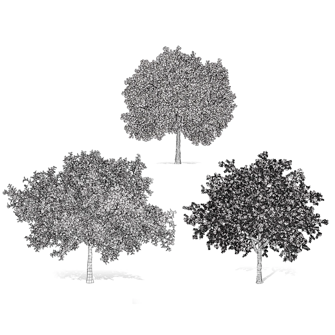 Prunus Black Cherry 3D Trees 3D model image 6