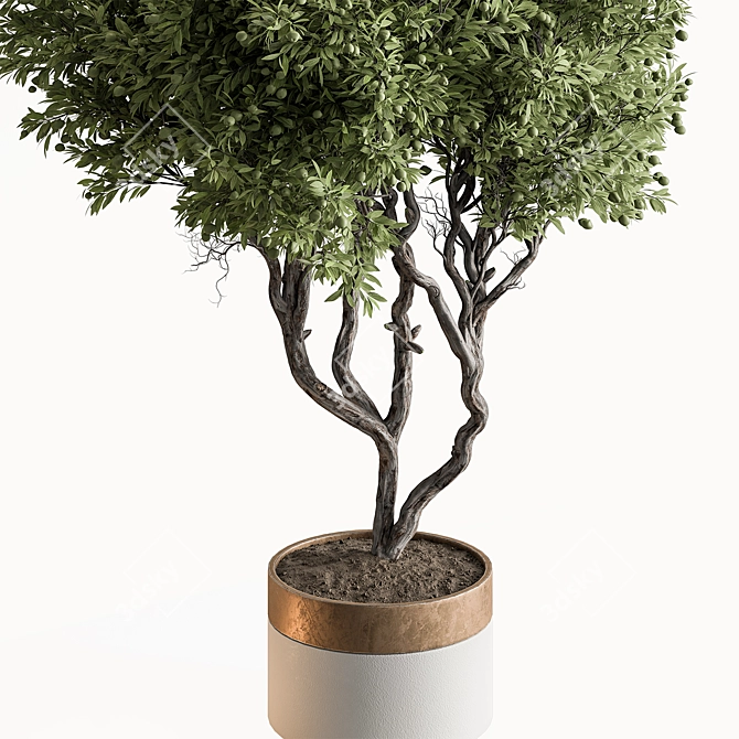 Outdoor Pine Tree in Pot 3D model image 2