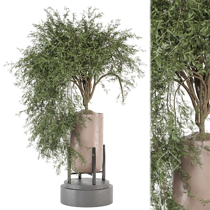 Indoor Plants Set 1277 - 3D Models 3D model image 1