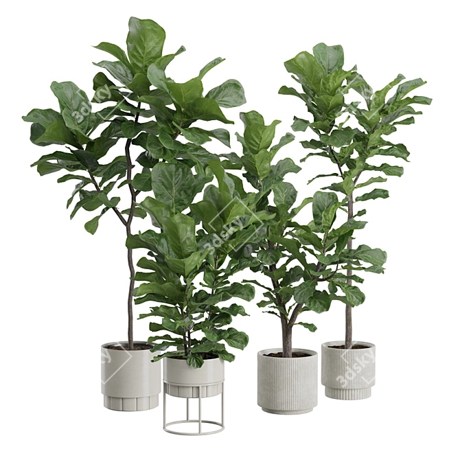 Giant Leaf Ficus Tree Pack 3D model image 1