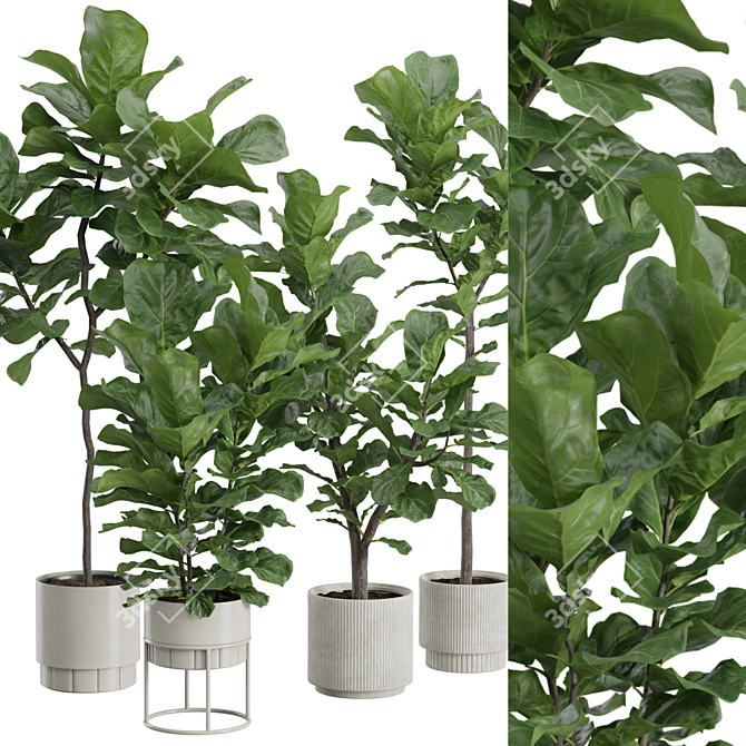 Giant Leaf Ficus Tree Pack 3D model image 2