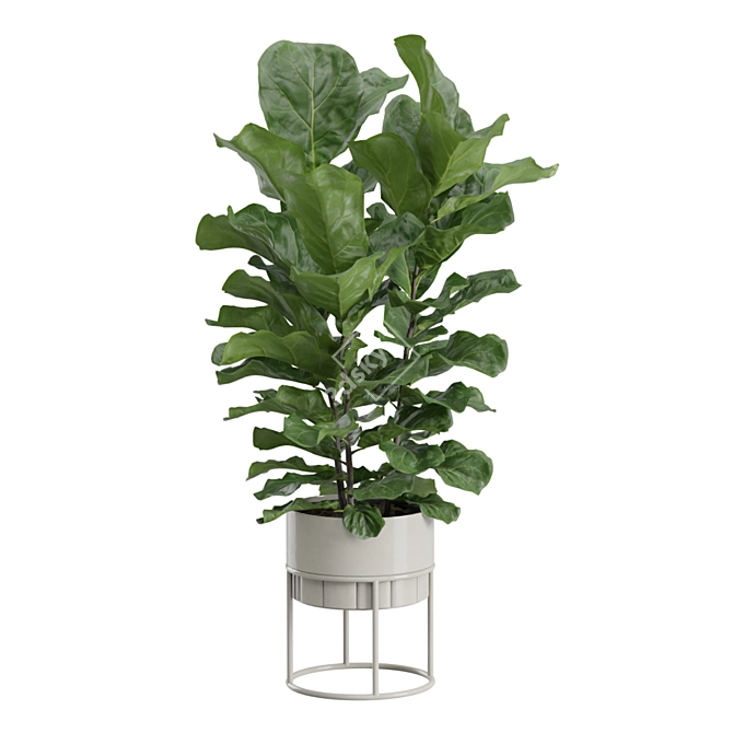 Giant Leaf Ficus Tree Pack 3D model image 4