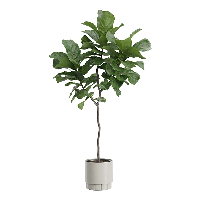 Giant Leaf Ficus Tree Pack 3D model image 5