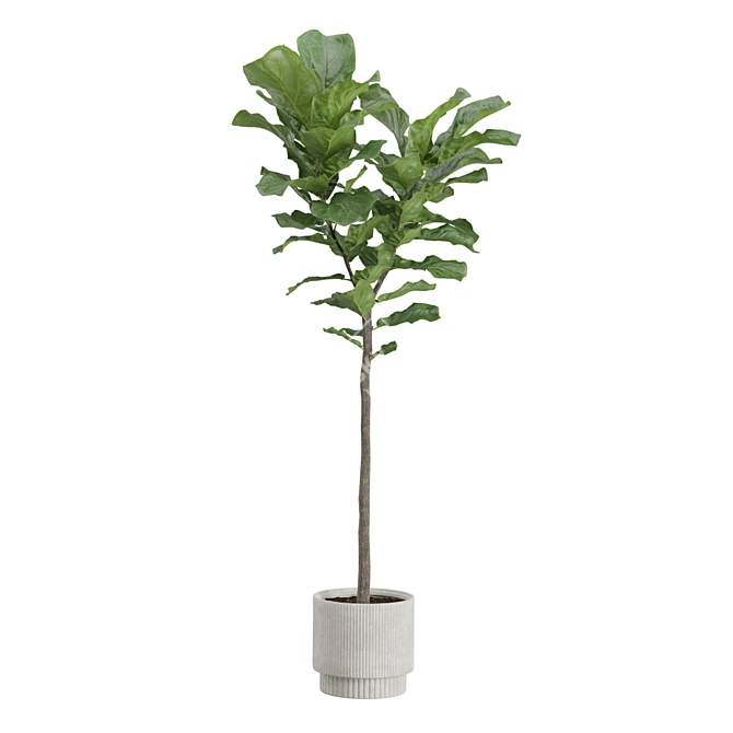 Giant Leaf Ficus Tree Pack 3D model image 7