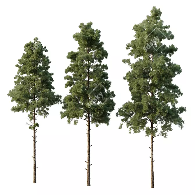 Pin Tree 07 Collection: Detailed 3D Models 3D model image 1