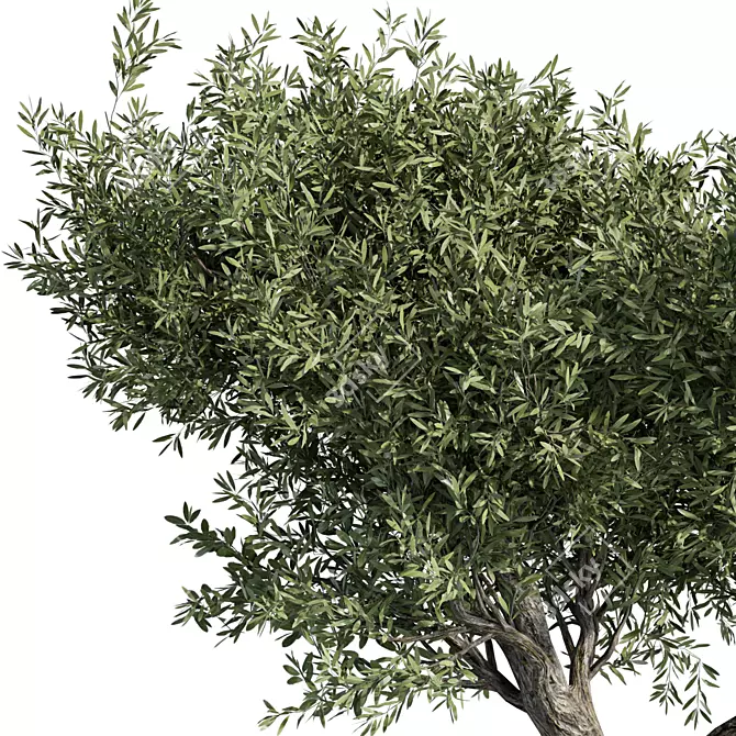 Evergreen No.98: 3D Model 3D model image 3