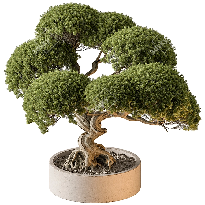 Mini Bonsai Indoor Plant 3D model image 1