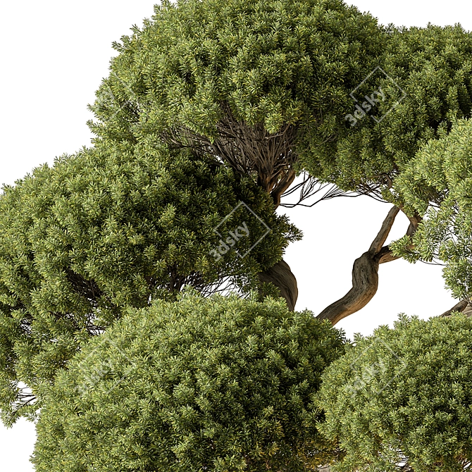 Mini Bonsai Indoor Plant 3D model image 3