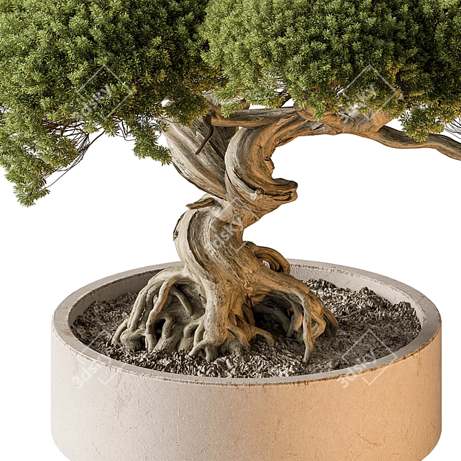 Mini Bonsai Indoor Plant 3D model image 4