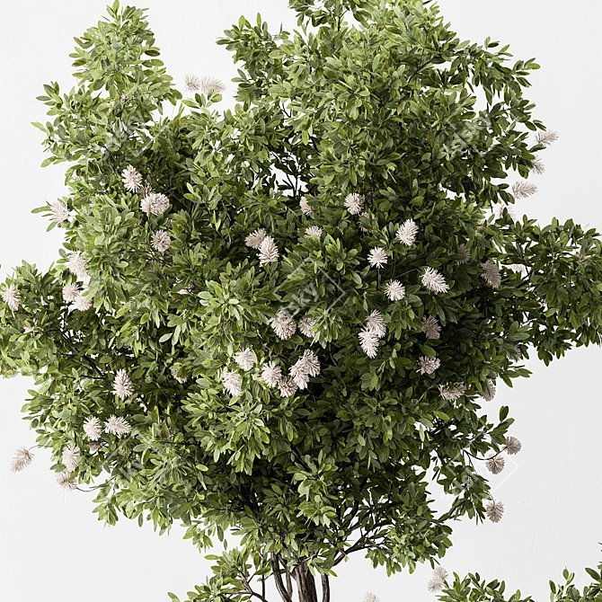 Botanical Beauty - Indoor Tree Display 3D model image 3