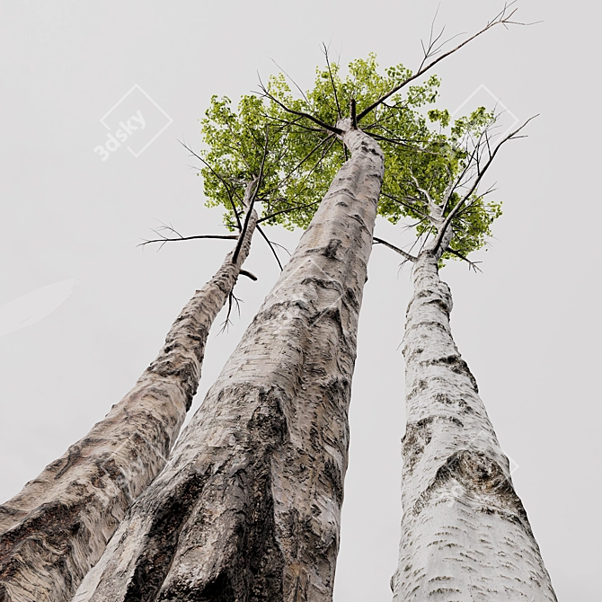 Carpinus Betulus 3D Model Collection 3D model image 2