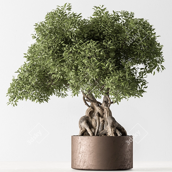 Exquisite Bonsai Plant 719 3D model image 1