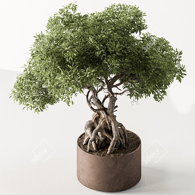 Exquisite Bonsai Plant 719 3D model image 2