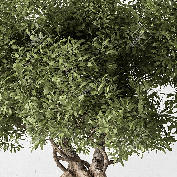 Exquisite Bonsai Plant 719 3D model image 3