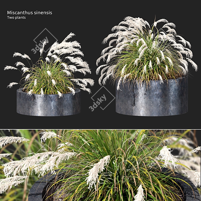 Ornamental Grass Duo Set 3D model image 1