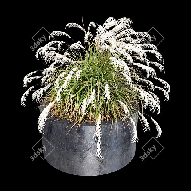 Ornamental Grass Duo Set 3D model image 2