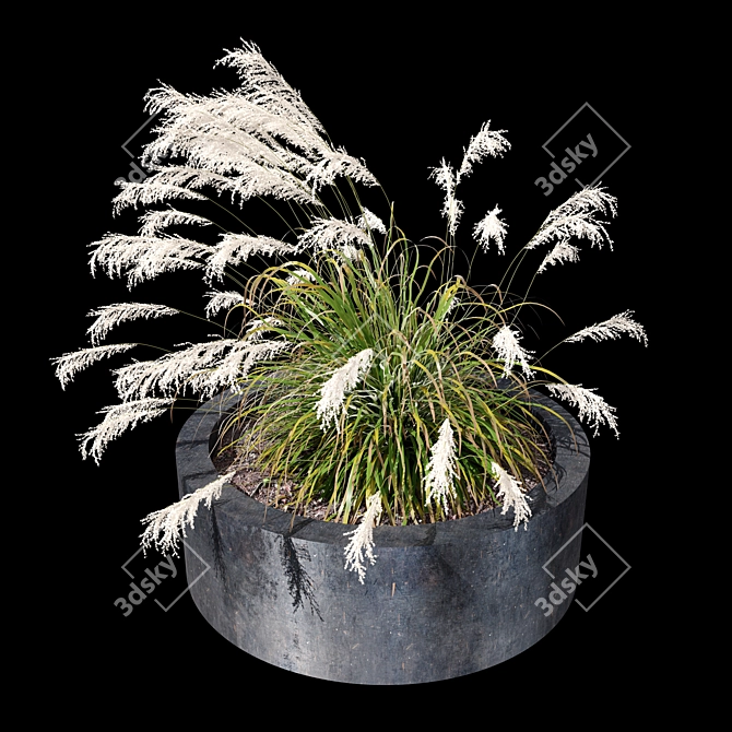 Ornamental Grass Duo Set 3D model image 3