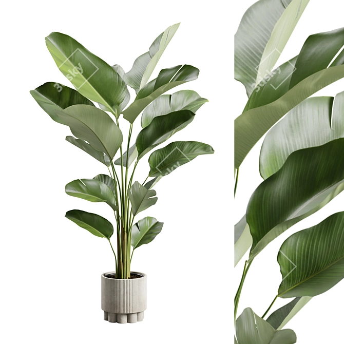 Lush Calathea Lutea Planter 3D model image 1