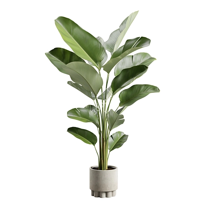 Lush Calathea Lutea Planter 3D model image 2