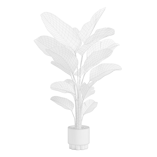 Lush Calathea Lutea Planter 3D model image 3