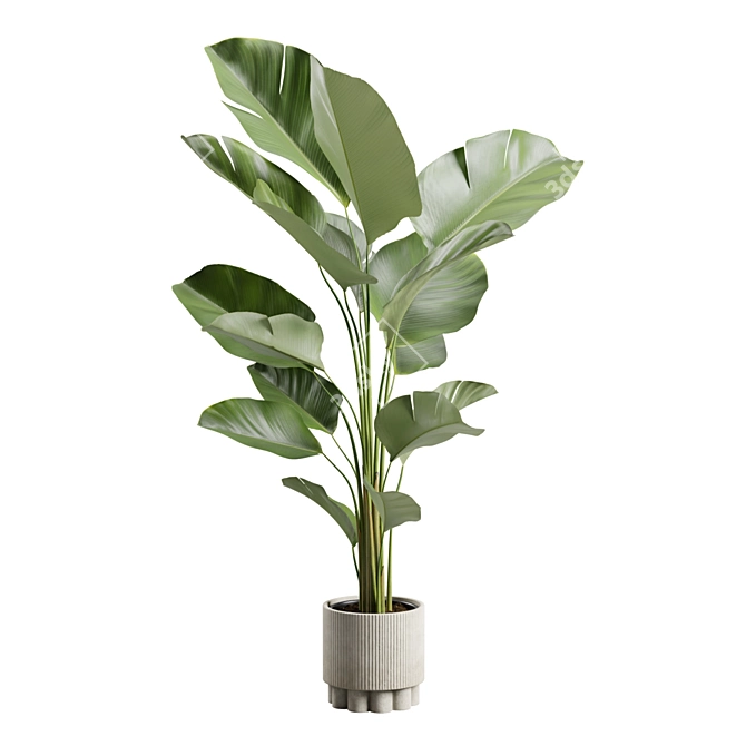 Lush Calathea Lutea Planter 3D model image 4