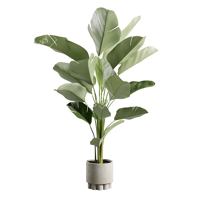 Lush Calathea Lutea Planter 3D model image 5