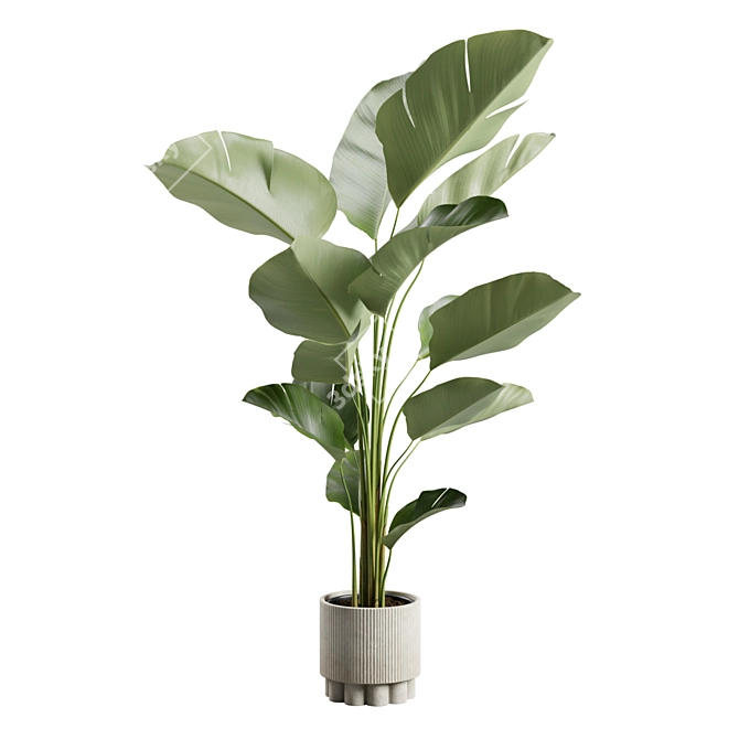 Lush Calathea Lutea Planter 3D model image 6