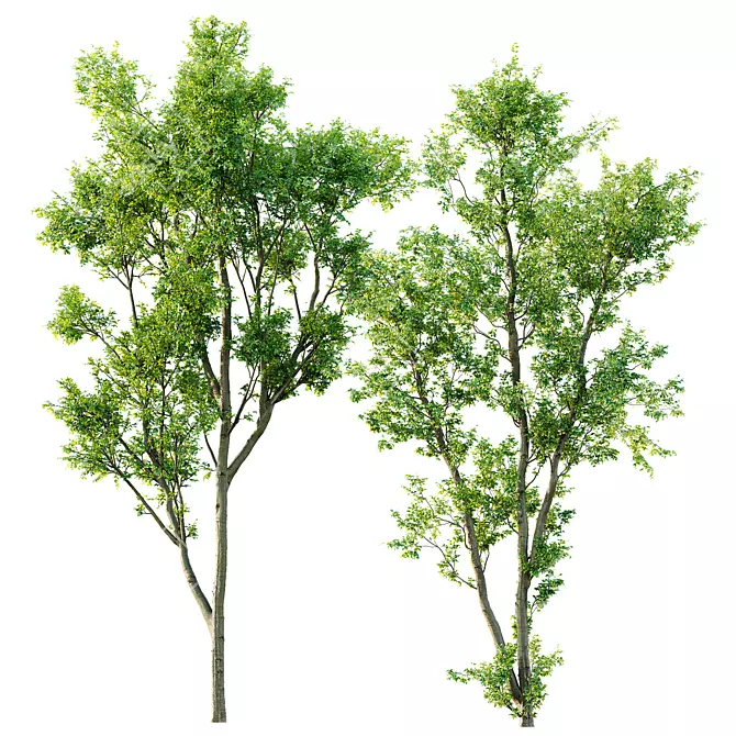 Celtis Australis 3D Model Bundle 3D model image 1