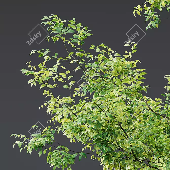 Celtis Australis 3D Model Bundle 3D model image 2