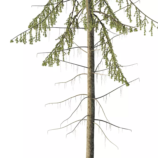 Spruce Tree02 3D Model Kit 3D model image 2