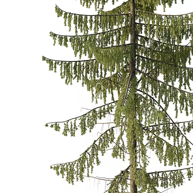 Spruce Tree02 3D Model Kit 3D model image 3