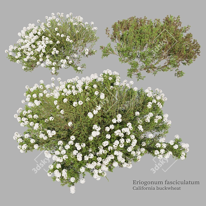  California Buckwheat 3D Model 3D model image 1