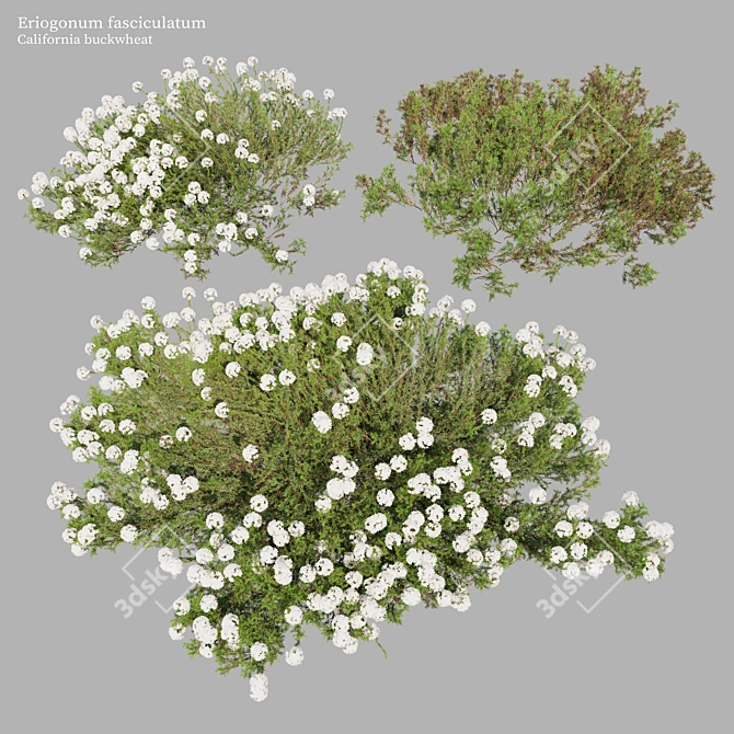  California Buckwheat 3D Model 3D model image 5