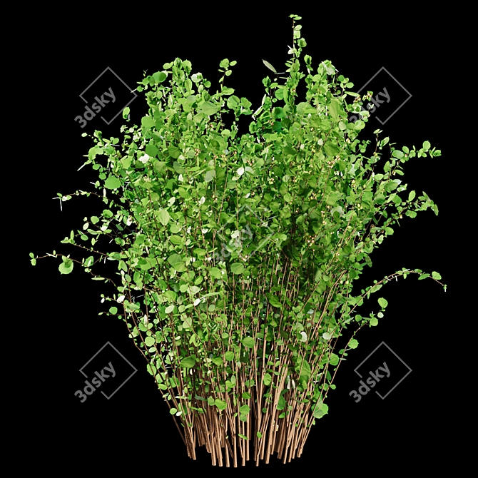 Hazelnut Bush 121cm Height 3D model image 2