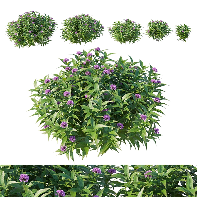 Corona Render 3D Model Pentas Lanceolata Bush 3D model image 1