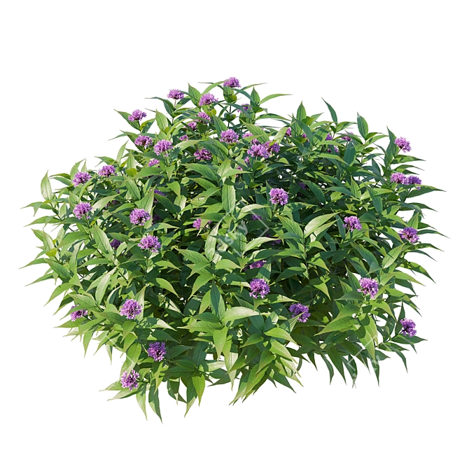 Corona Render 3D Model Pentas Lanceolata Bush 3D model image 3