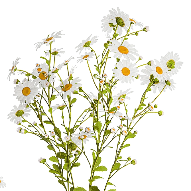 Summer Field Bouquet Collection 3D model image 2