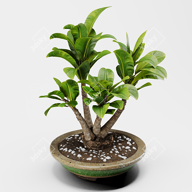 PBR Indoor Plant Decoration Item 3D model image 4