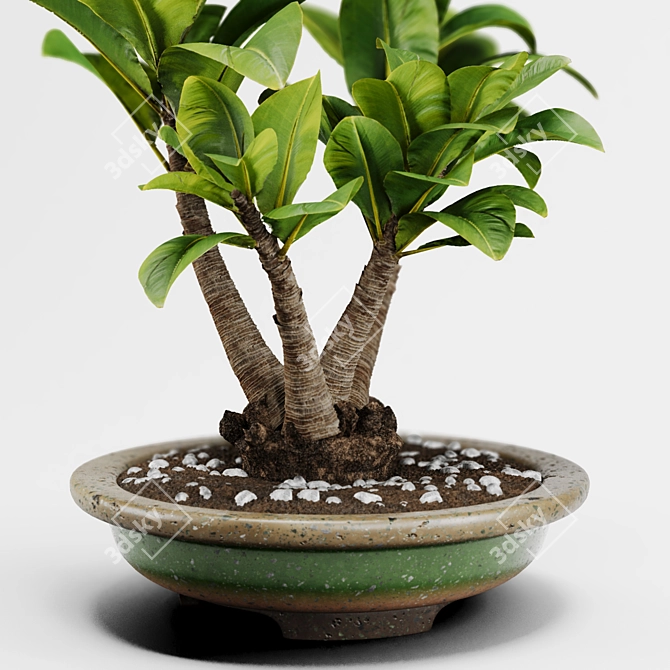 PBR Indoor Plant Decoration Item 3D model image 5