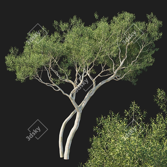 Corona Render Eucalyptus Tree Model 3D model image 1