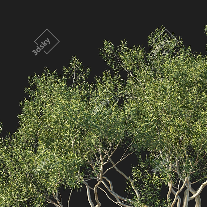 Corona Render Eucalyptus Tree Model 3D model image 2